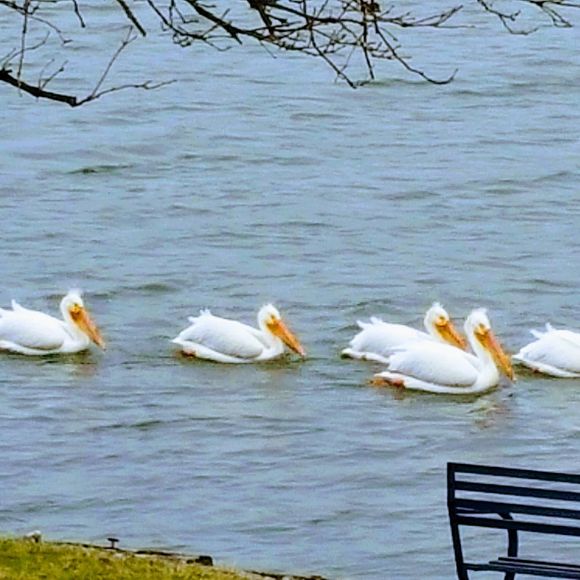 Meet your Posher, Beth - Picture 1 of 1